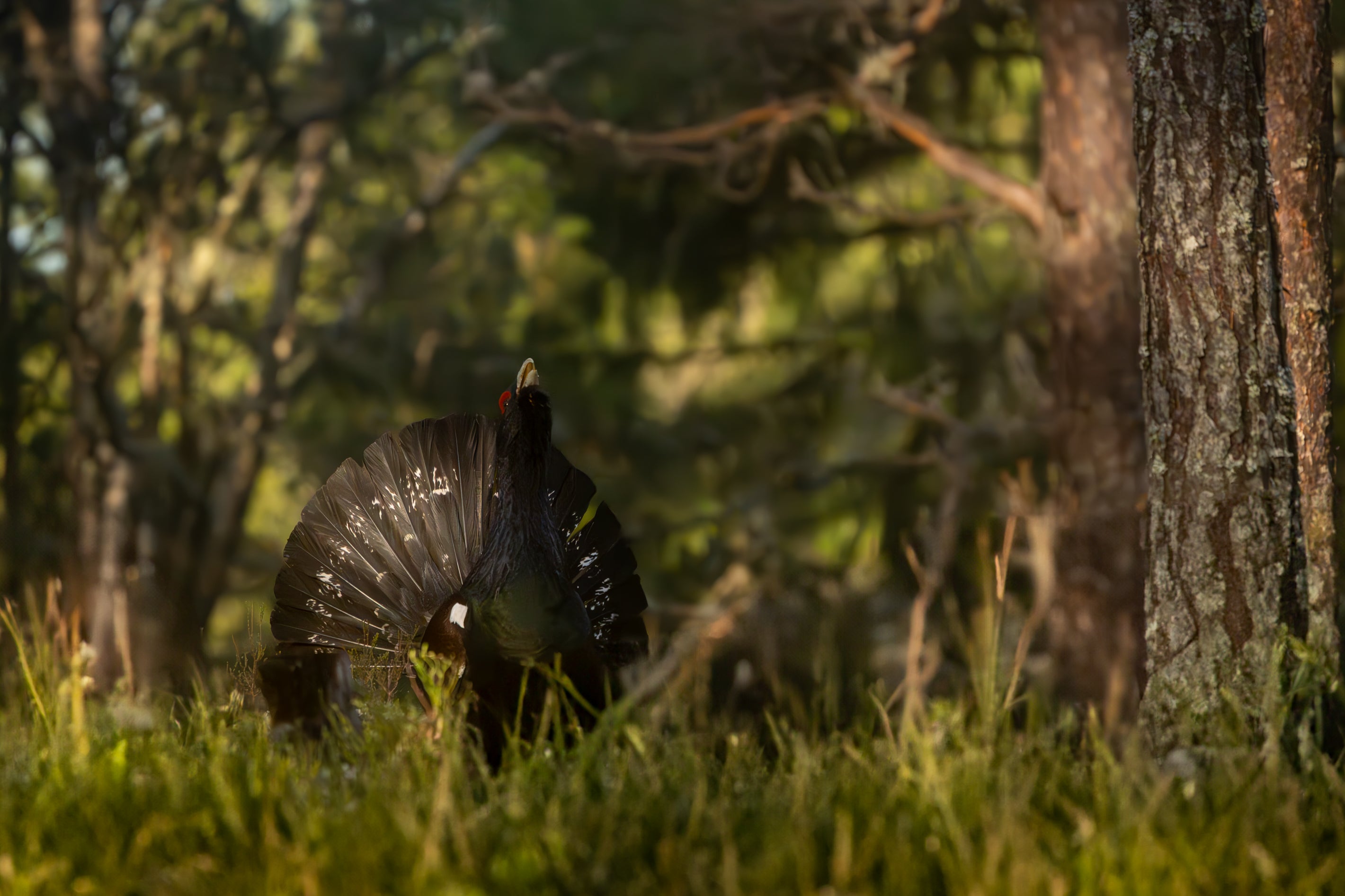 Tiur i all sin prakt