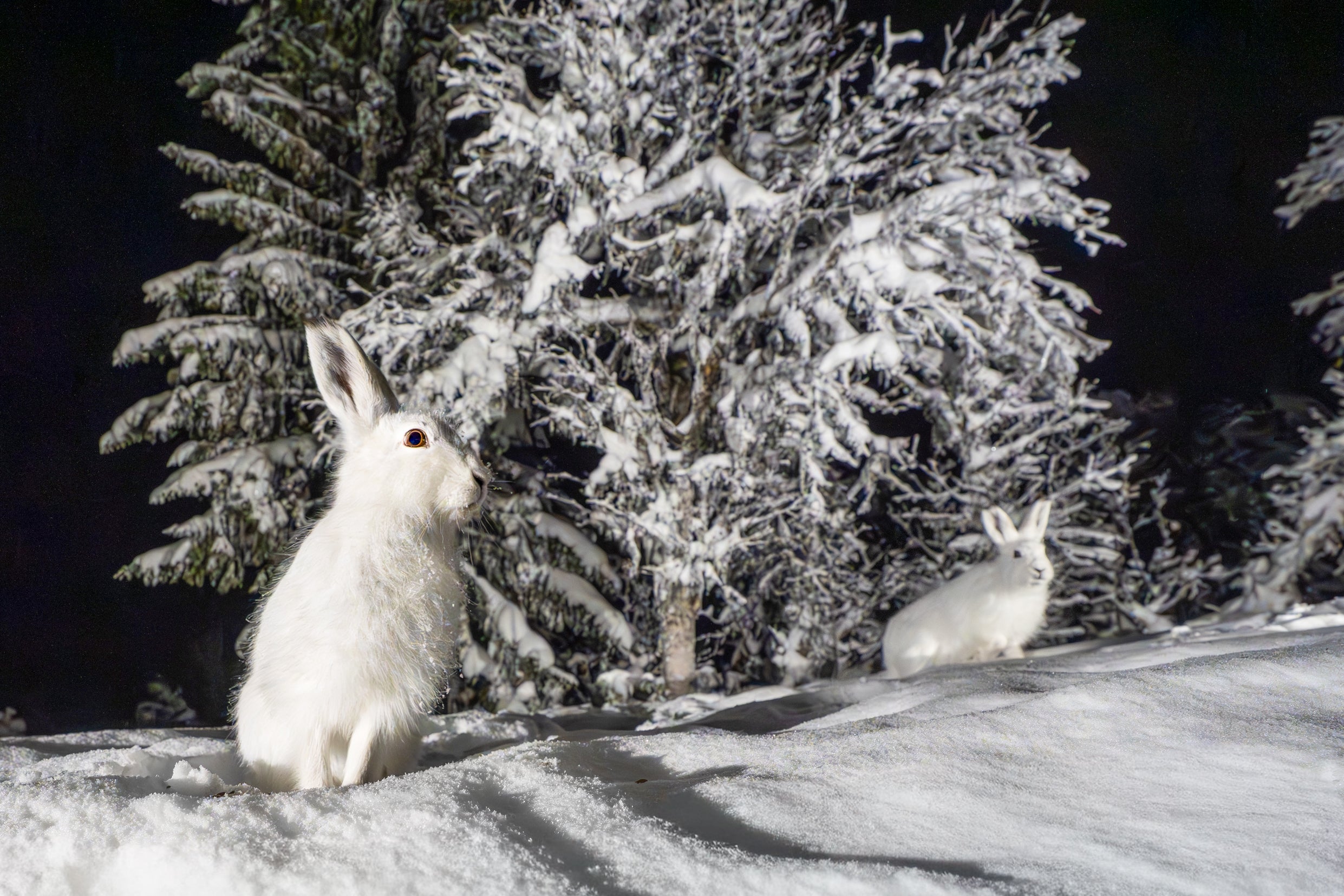 Vintermagi med hare i vinterlandskapet