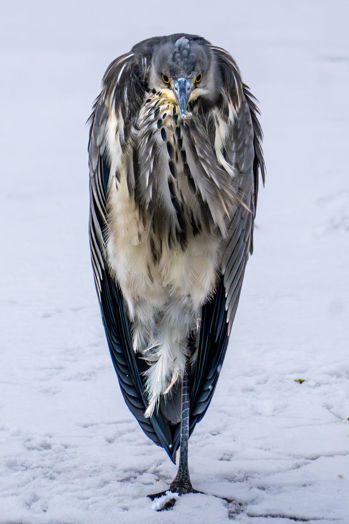 Gråhegre i vinterkulde