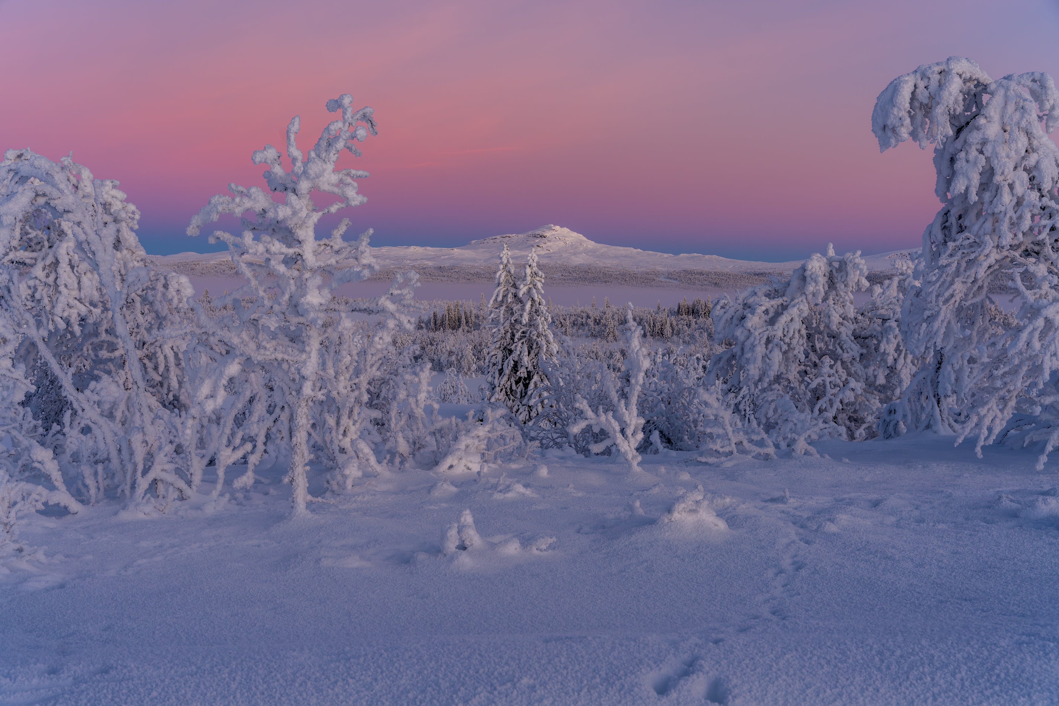 vinterlandskap i blåtimen